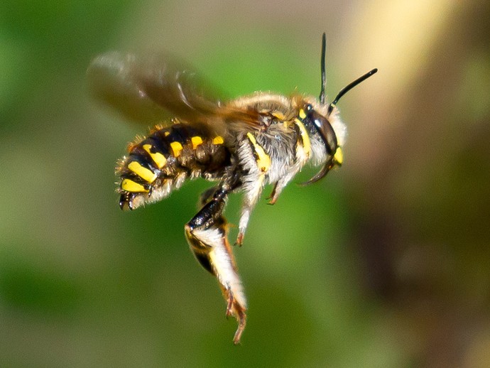 Man sieht eine Garten-Wollbiene (Anthidium manicatum) im Flug. (vergrößerte Bildansicht wird geöffnet)