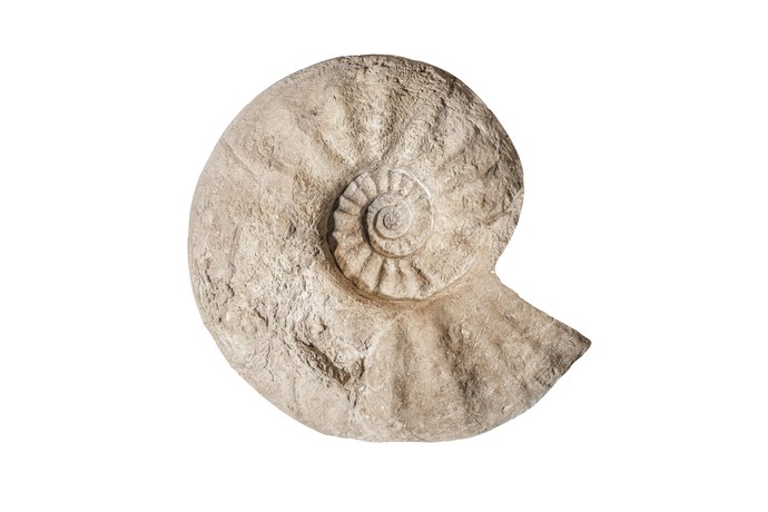 Fossil des Riesen-Ammonit. (vergrößerte Bildansicht wird geöffnet)