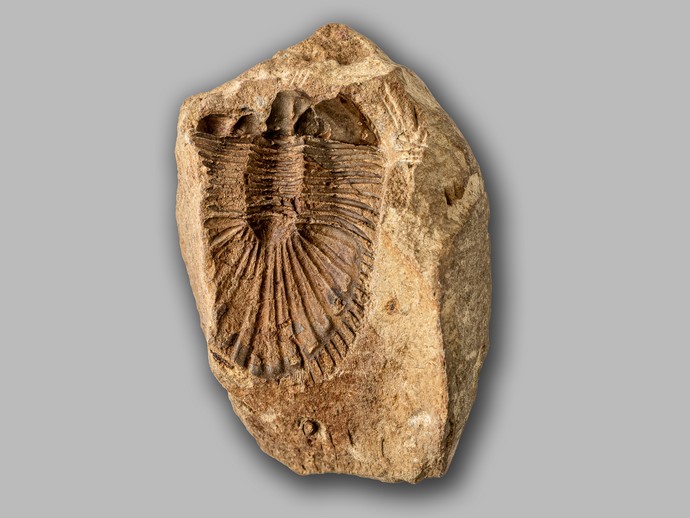 Trilobit aus dem Devon von Winterberg (vergrößerte Bildansicht wird geöffnet)