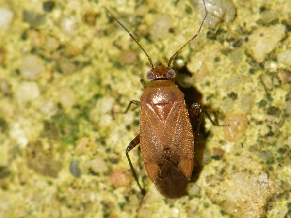 Weichwanze (Pinalitus atomarius).