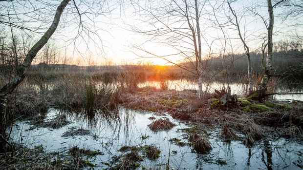 Eine Moorlandschaft