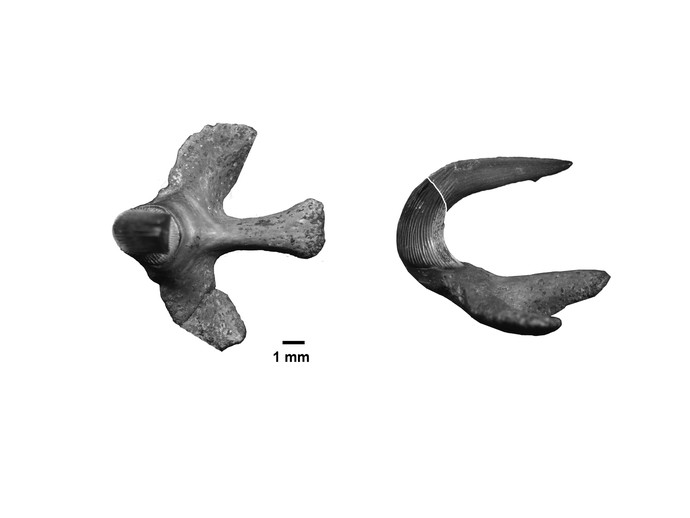 Grafik mit fossilem Kopfstachel (vergrößerte Bildansicht wird geöffnet)