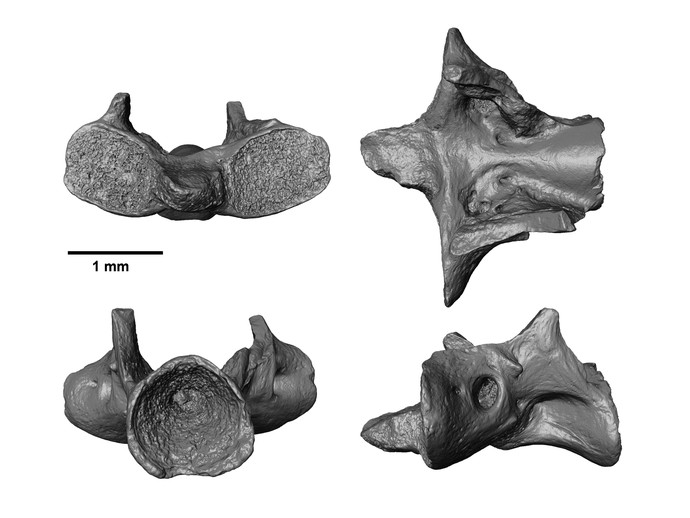 Grafik mit fossilen Halswirbeln (öffnet vergrößerte Bildansicht)