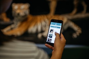Eine Person hält ein Smartphone in der Hand schaut sich die Infos an, im Hintergrund drei präparierte Tiger.