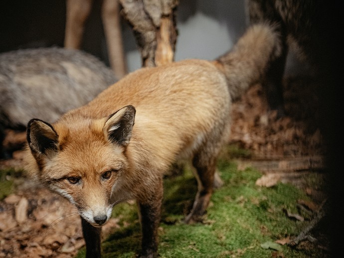 Ein Fuchs in einer Wald-Kulisse. (vergrößerte Bildansicht wird geöffnet)