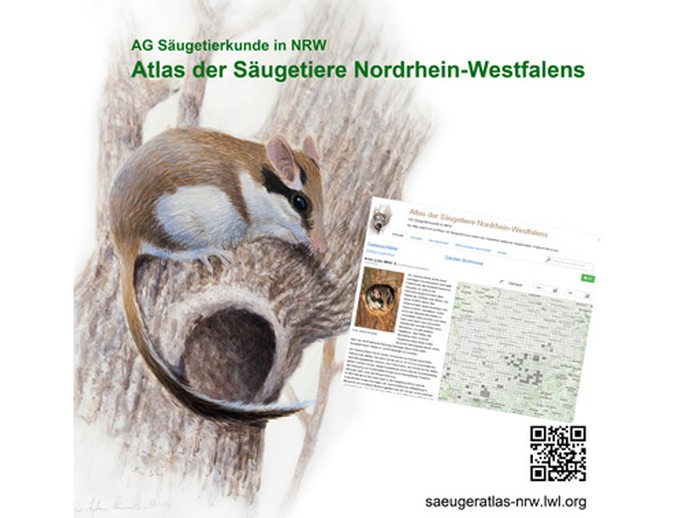 Logo des Säugetieratlas. Zeichnung einer Maus auf einer Astgabel. (vergrößerte Bildansicht wird geöffnet)