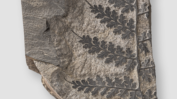 Kletterfarn aus dem Karbon