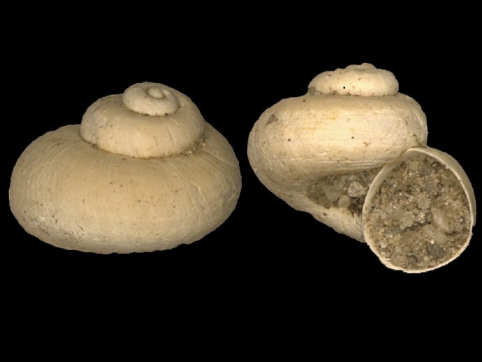 Fossile Schnecke aus der Münsterschen Aa (vergrößerte Bildansicht wird geöffnet)
