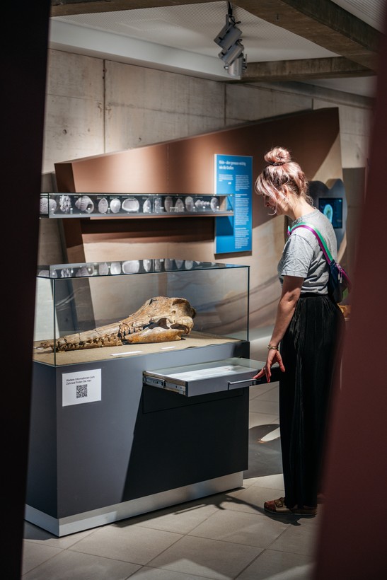 Eine Frau schaut in einem Museum in eine Vitrine mit einem fossilierten Zahnwahlschädels. Im Hintergrund sind weitere Fossilien ausgestellt.