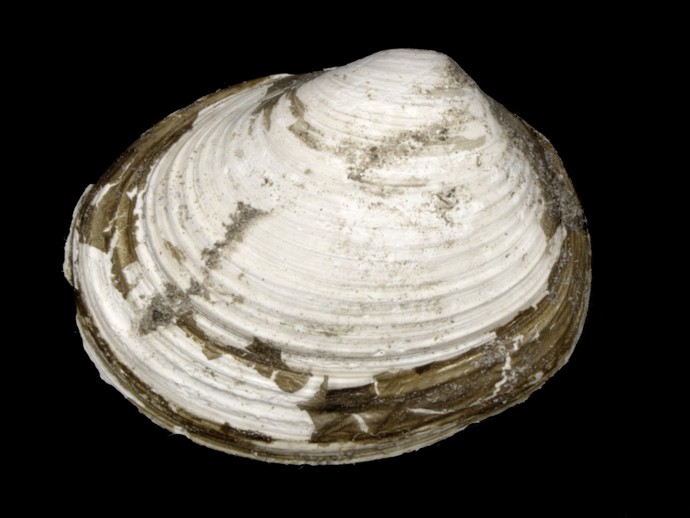 Fossile Muschel aus der Münsterschen Aa (vergrößerte Bildansicht wird geöffnet)