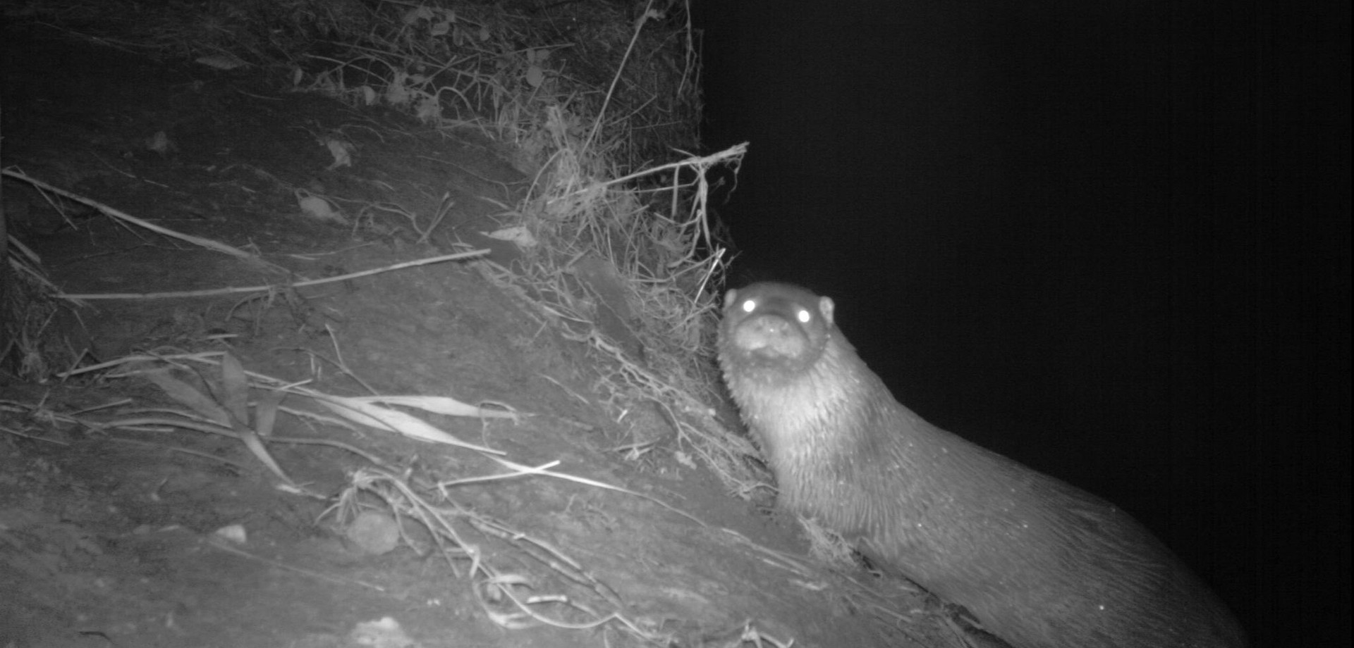 Fischotter. Foto:LWL/Kriegs