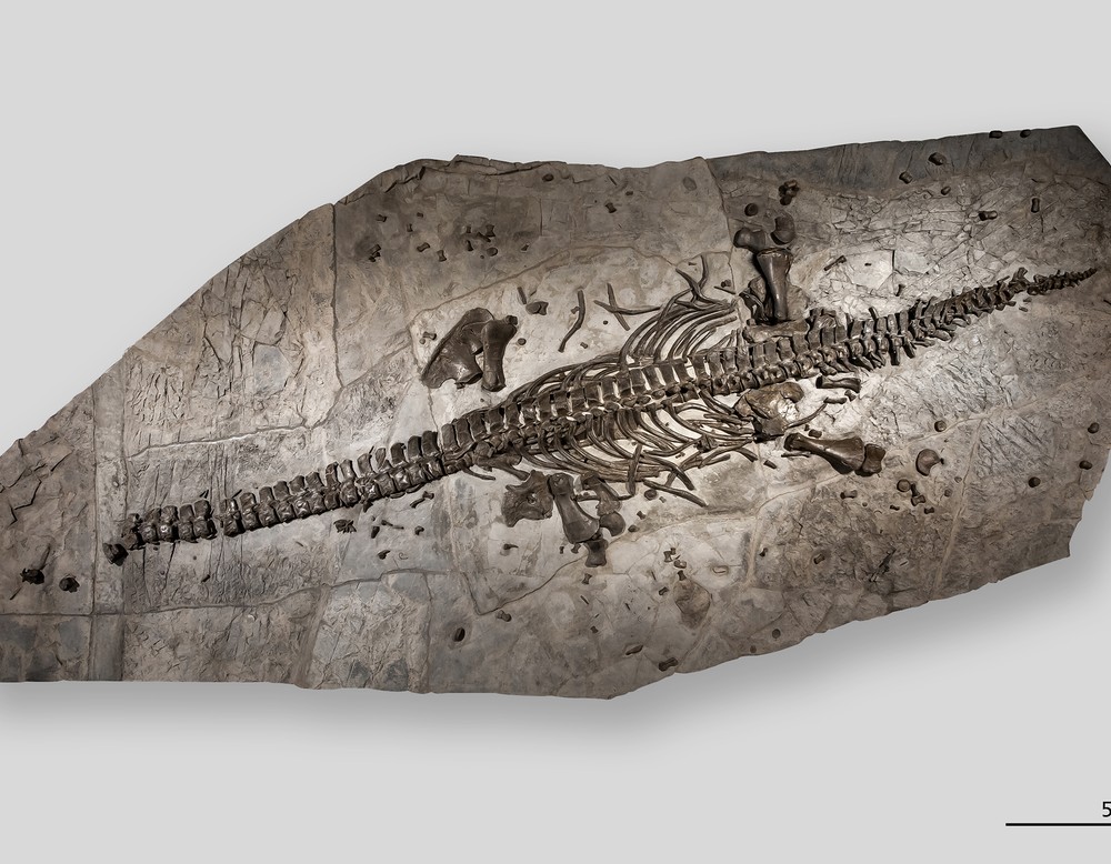 Fossil des Skeletts des Westphaliasaurus.