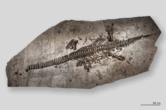 Westphaliasaurus Fossilplatte (vergrößerte Bildansicht wird geöffnet)