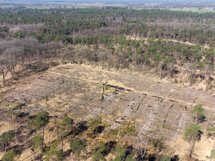 Der Lüntener Wald aus der Vogelperspektive. Foto: LWL/Kriegs (vergrößerte Bildansicht wird geöffnet)