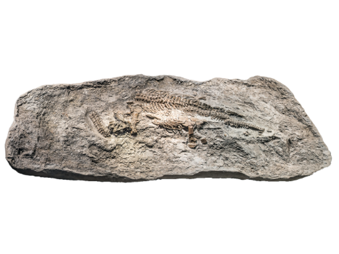 Fossilabdruck des Rhaeticosaurus in einer Steinplatte (vergrößerte Bildansicht wird geöffnet)