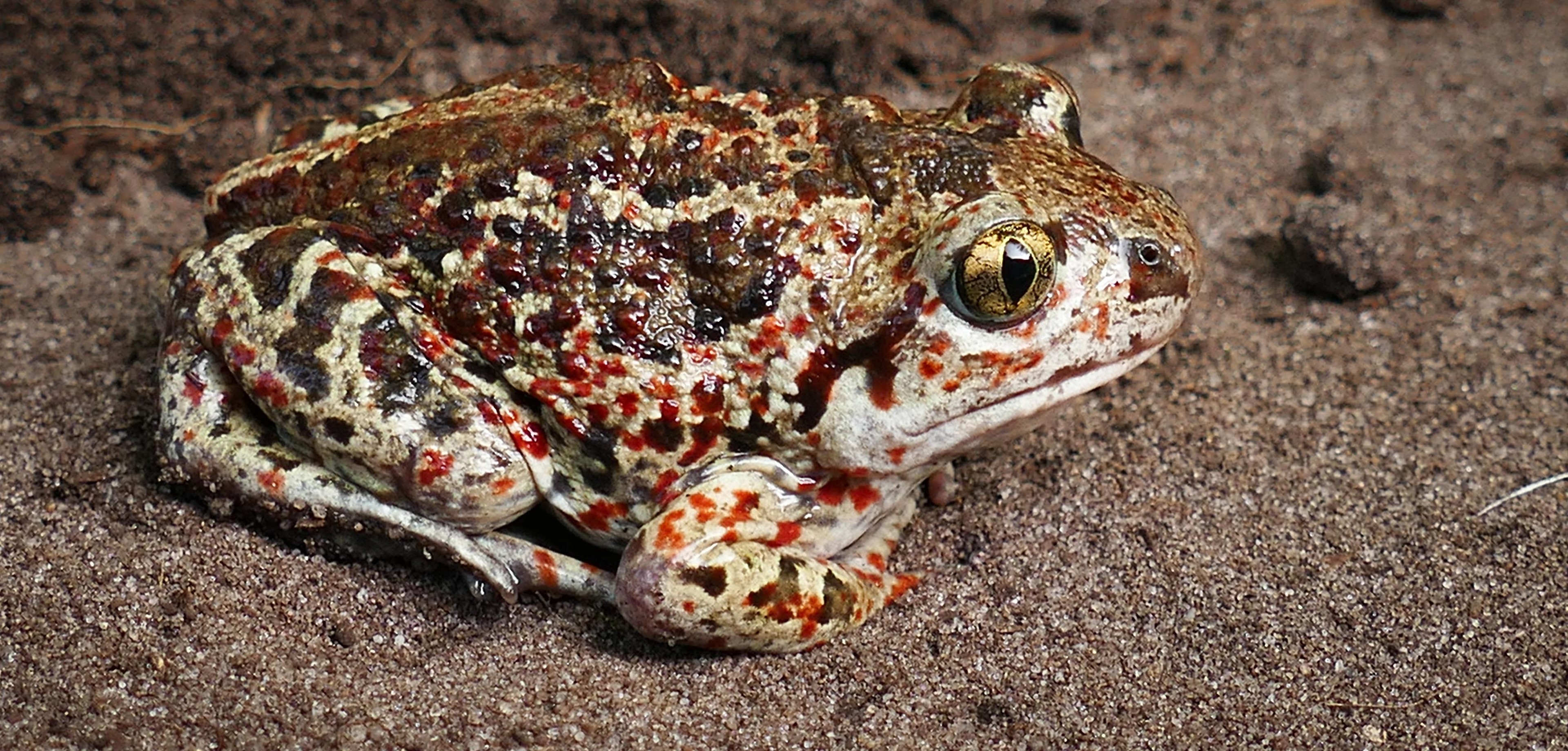 LWL Amphibienkurs Methoden der Feldherpetologie LWLMuseum für