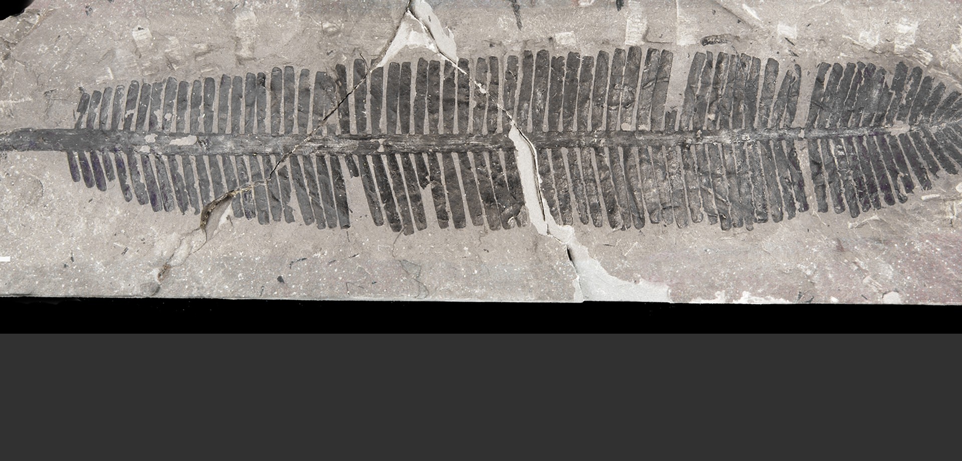Fossil eines Blattes von Pterophyllum filicoides
