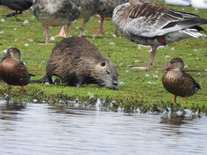 Nutria (vergrößerte Bildansicht wird geöffnet)