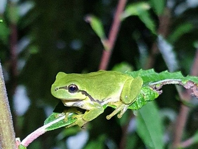 Laubfrosch (vergrößerte Bildansicht wird geöffnet)