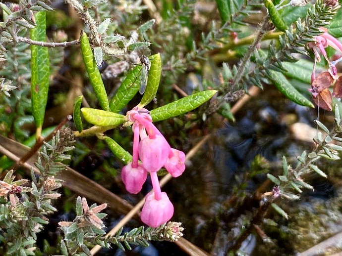 Rosmarinheide im Lüntener Wald. (vergrößerte Bildansicht wird geöffnet)