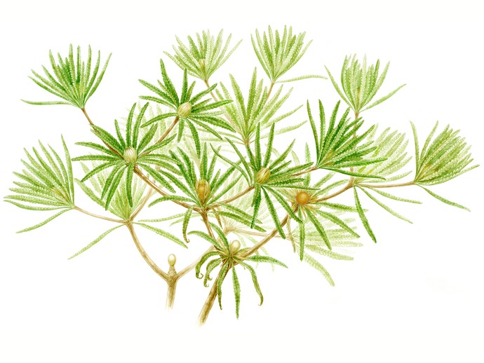 Rekonstruktion des Lebensbildes von Wielandiella angustifolia (öffnet vergrößerte Bildansicht)
