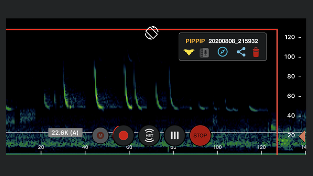 Bildschirmfoto einer Software zur Auswertung der Fledermausrufe.