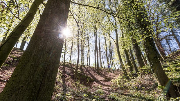 Wald im Frühjahr. Foto: LWL/Steinweg
