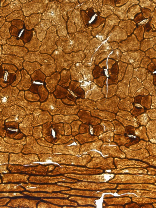 Fossilplatte mit zwei verschiedenen Pflanzen: Sphenophyllum emarginatum und Sphenopteris coemansii (vergrößerte Bildansicht wird geöffnet)