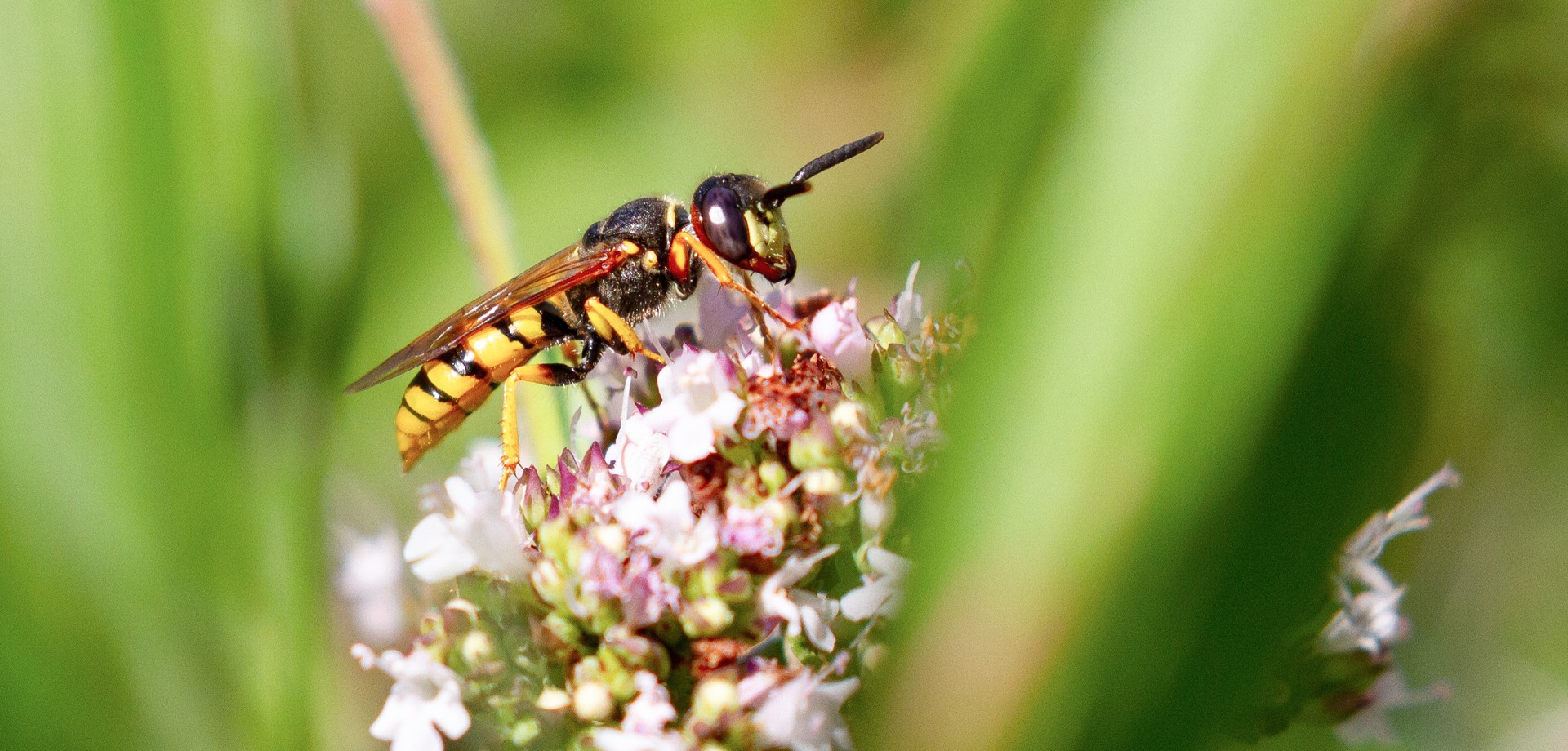 Bienenwolf (Wespe) auf eine rosafarbenen Blüte.