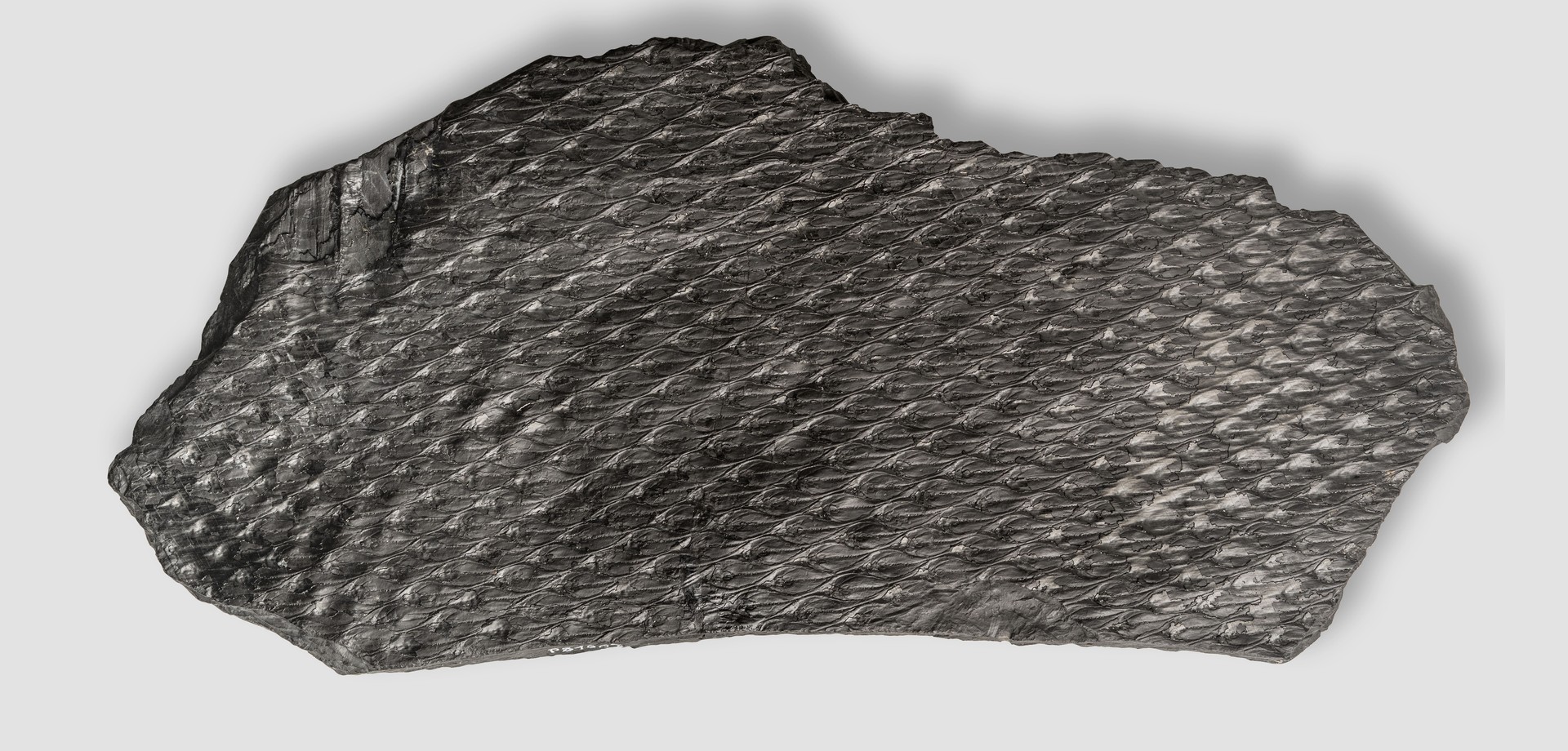 Fossil der Stammoberfläche des Schuppenbaums Lepidodendron aculeatum.