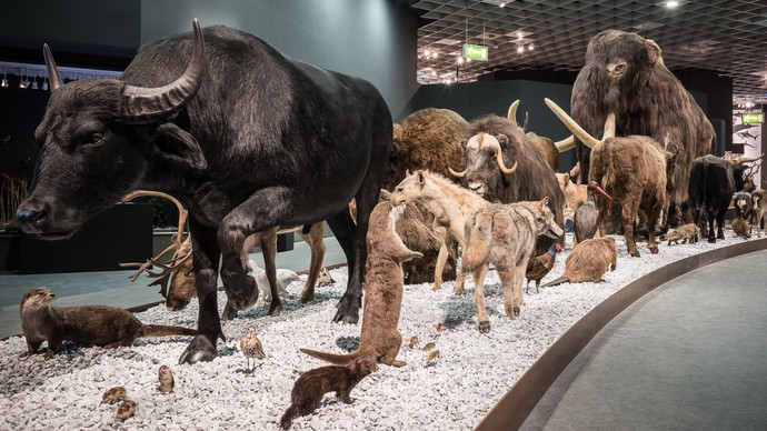 Westphalian species caravan with mammoth. Westphalian species caravan with mammoth.