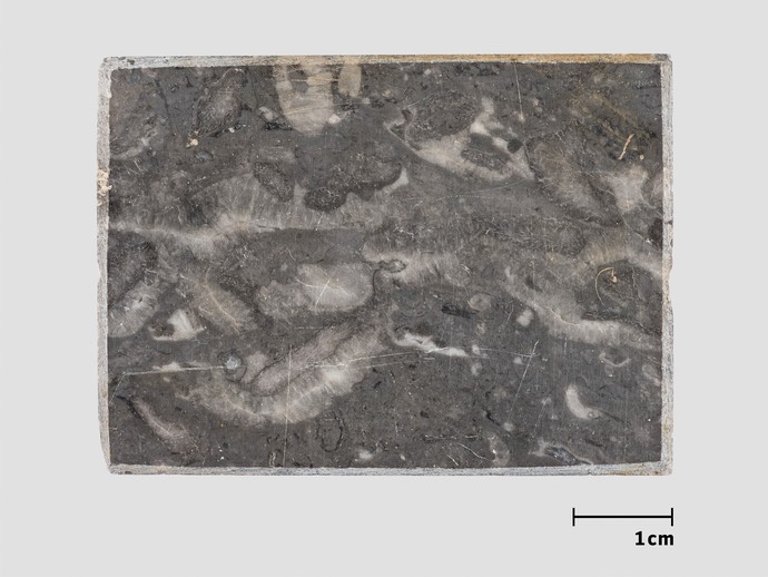 Marmorplatte von Nehden (öffnet vergrößerte Bildansicht)
