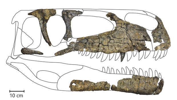 Fossile Schädelknochen den Raubsauriers WIehenvenator. Fehlende Knochen durch eine Zeichnung ergänzt.