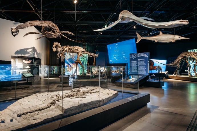 Einblick in die Ausstellung mit großen Dinosaurierskeletten, Lebendrekonstruktionen und Fossil-Schaukästen.