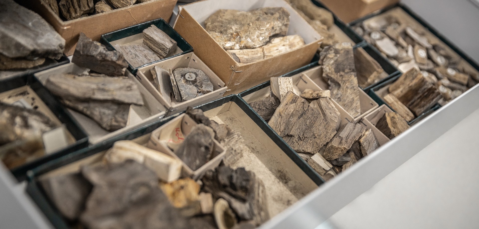 Sammlungsschublade, angefüllt mit verschiedengroßen Kästchen, darin fossiles Holz aus Island.