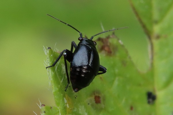 Weichwanze (Euryopicoris nitidus).