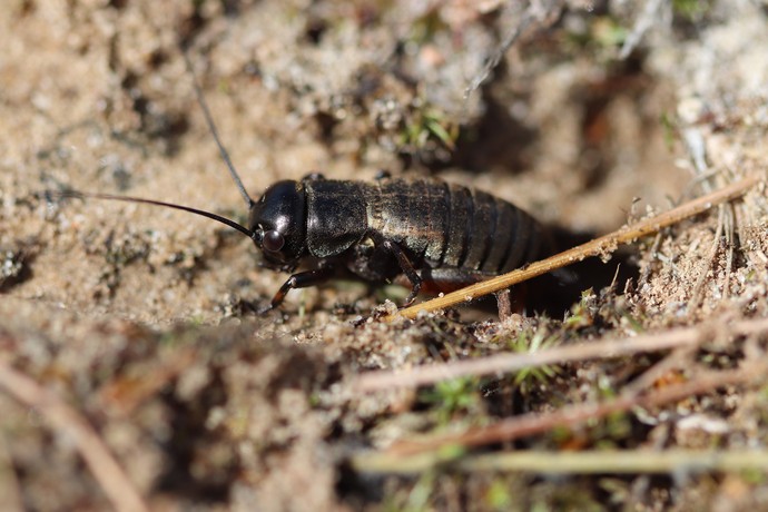 Feldgrille (Gryllus campestris) auf sandigem Boden.