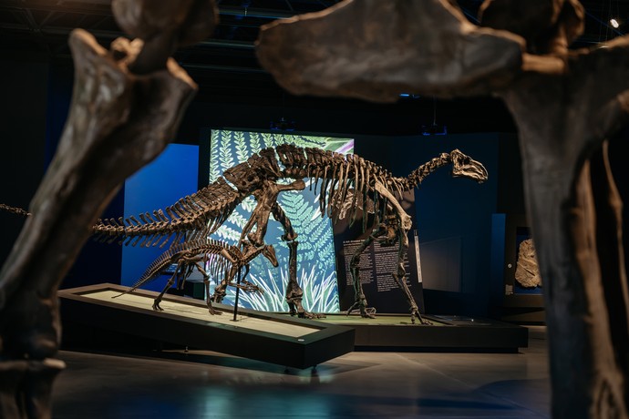 Een kijkje in de tentoonstelling met grote dinosaurusskeletten, levensechte reconstructies en vitrines met fossielen.