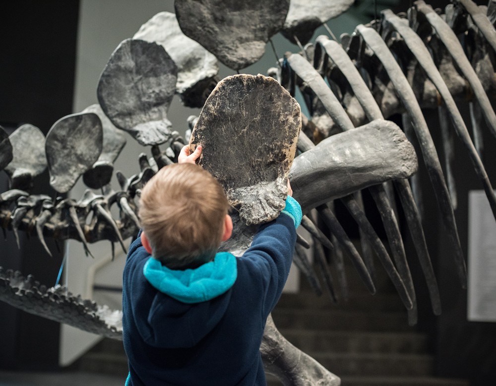 Kind erkundet Dinosaurierskellet.