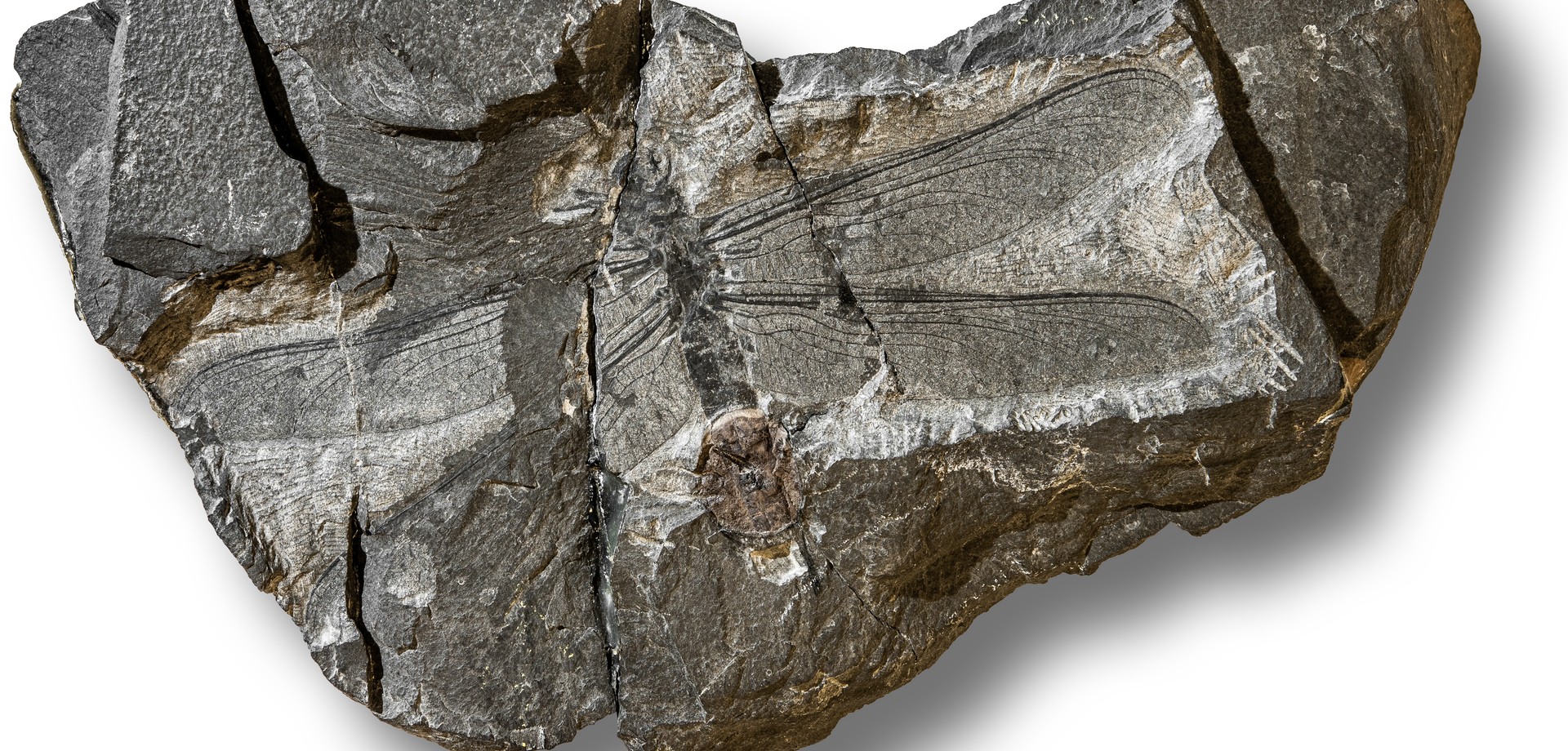 Fossiles Fluginsekt aus dem Karbon von Hagen Vorhalle