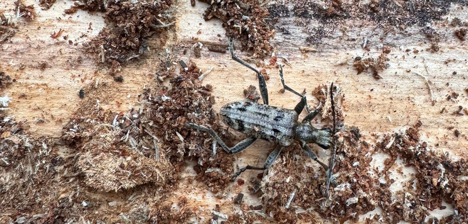 Schrotbock (Käfer) auf Totholz.
