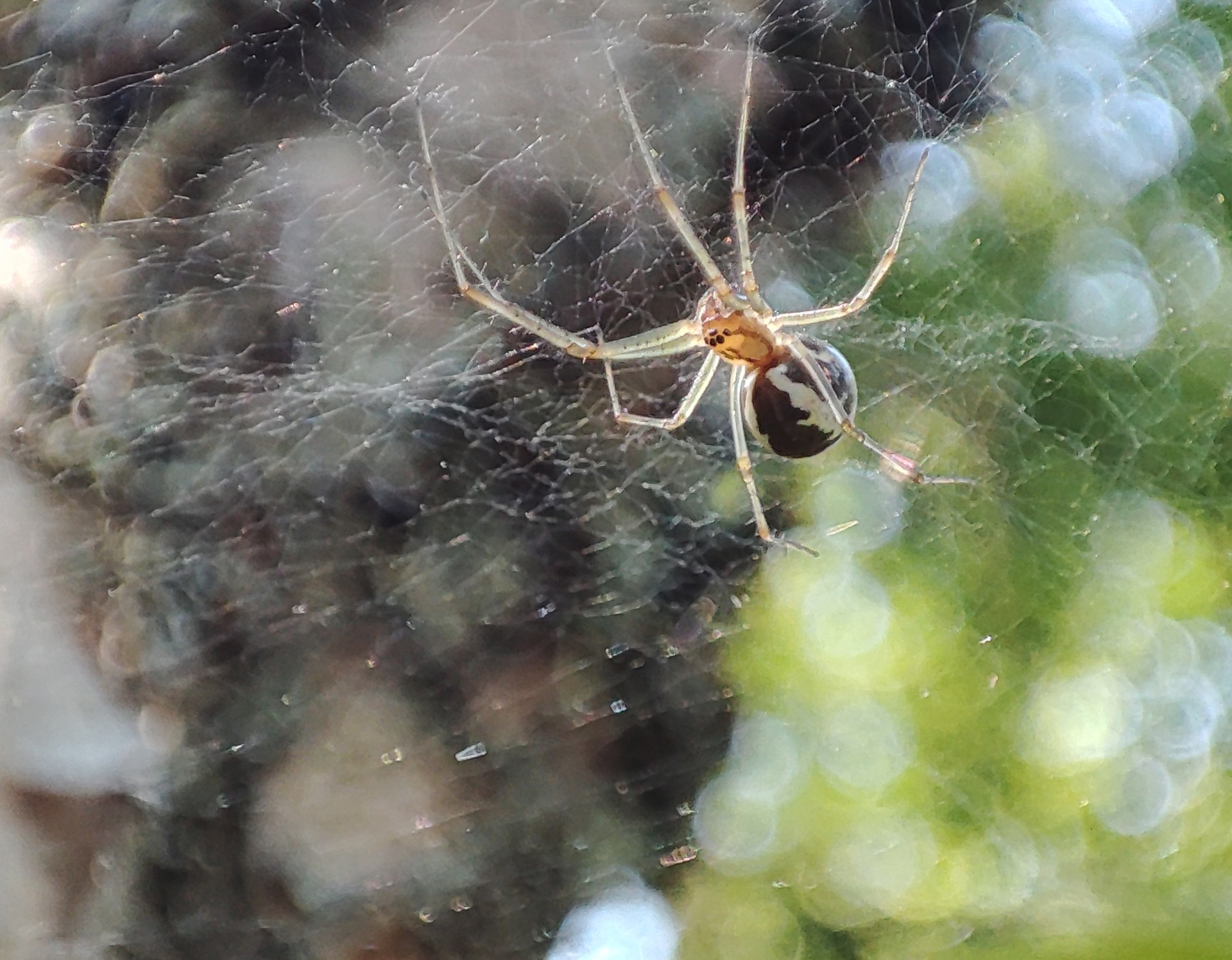 Eine Spinne mit einer auffallenden Zeichnung in ihrem Netz.