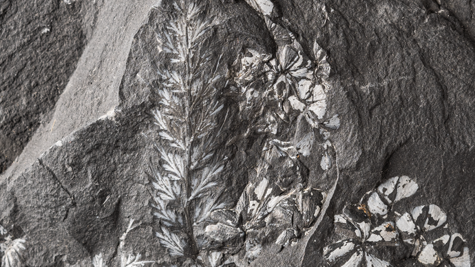 Fossilplatte mit den Blüten von Keilblattgewächs Sphenophyllum emarginatum (mit Sphenopteris coemansii),