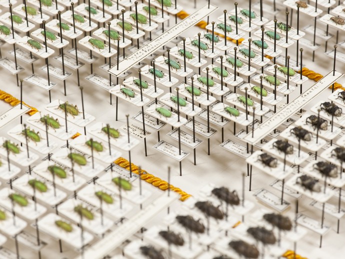 Blick auf Rüsselkäfer in einem Insektenkasten. (öffnet vergrößerte Bildansicht)