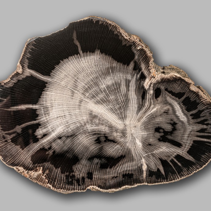 Versteinertes Holz einer Platane aus dem Eozän (vergrößerte Bildansicht wird geöffnet)