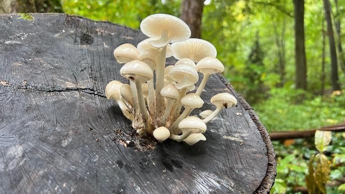Buchenschleimrüpling: mehrere kleine weiße Pilze die auf einem Baumstamm wachsen.