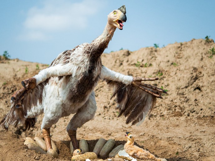 Citipati. Foto: LWL/Oblonczyk (vergrößerte Bildansicht wird geöffnet)