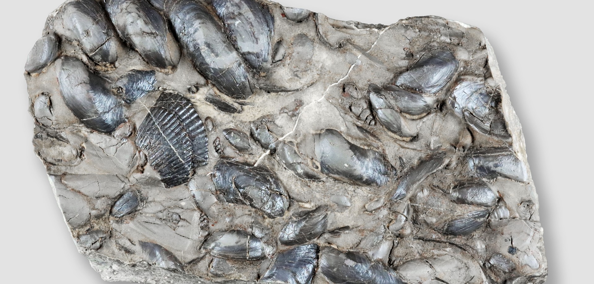 Steinplatte mit mehreren fossilen Muscheln und kleinen Seeorganismen.