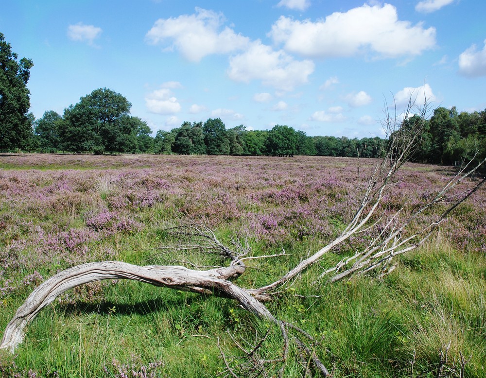 Besenheide.