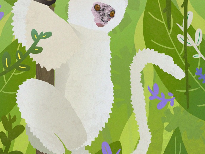 Seidensifaka. Illustration: Sascha Düvel (vergrößerte Bildansicht wird geöffnet)